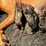 Rhodesian Ridgeback - Bitches