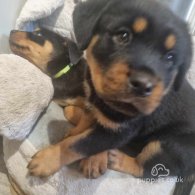 Rottweiler - Both