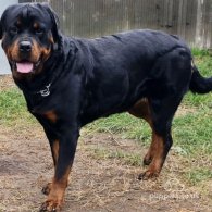 Rottweiler - Both