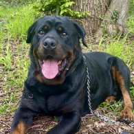 Rottweiler - Both