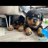 Rottweiler - Dogs