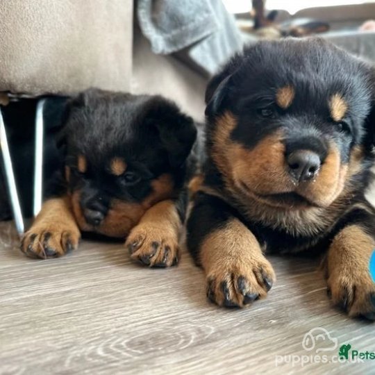 Rottweiler - Dogs