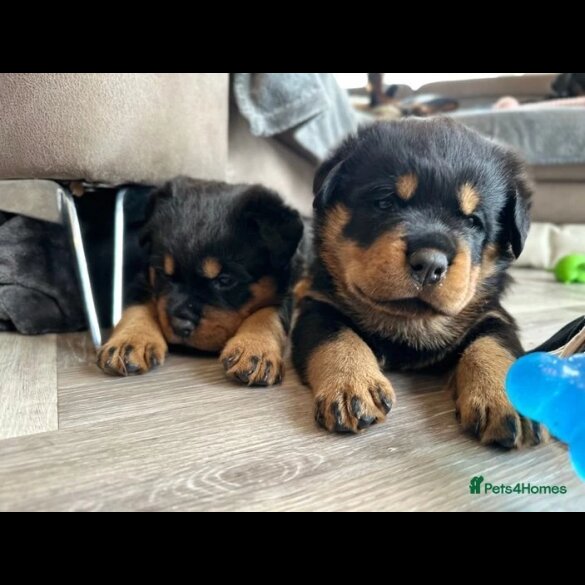 Rottweiler - Dogs