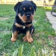 Rottweiler - Dogs