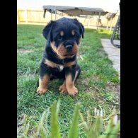 Rottweiler - Dogs