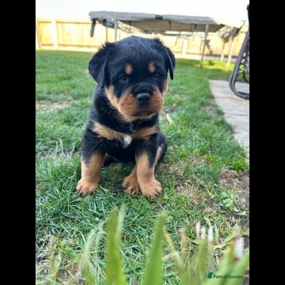 Rottweiler - Dogs