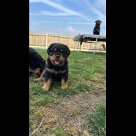 Rottweiler - Dogs