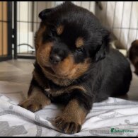 Rottweiler - Dogs