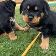 Rottweiler - Dogs