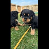 Rottweiler - Dogs