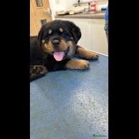 Rottweiler - Dogs