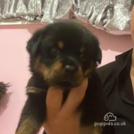 Rottweiler - Both