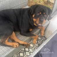 Rottweiler - Both