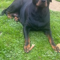 Rottweiler - Both