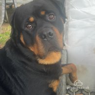 Rottweiler - Both