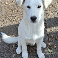 Border Collie - Both