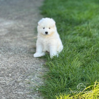 Samoyed - Both