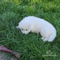 Samoyed - Both