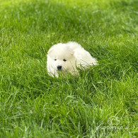 Samoyed - Both