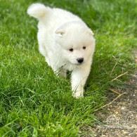 Samoyed - Both