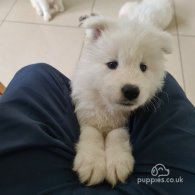 Samoyed - Both