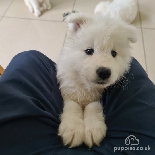 Samoyed - Both