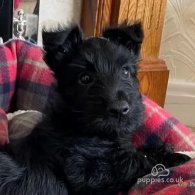 Scottish Terrier - Both