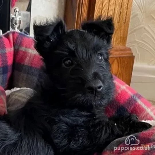 Scottish Terrier - Dogs