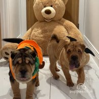 Shar Pei - Both