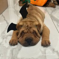 Shar Pei - Both