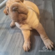 Shar Pei - Both