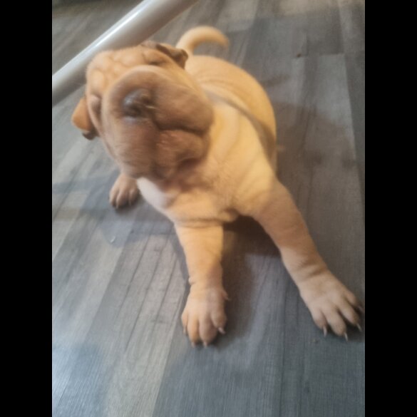 Shar Pei - Both