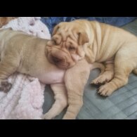 Shar Pei - Both