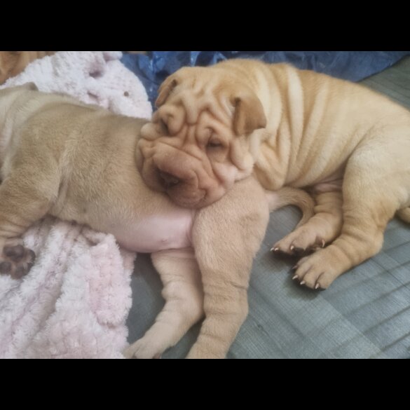 Shar Pei - Both