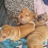 Shar Pei - Both