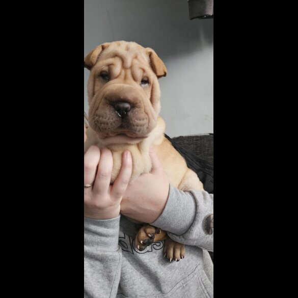 Shar Pei - Both