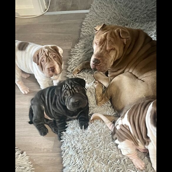 Shar Pei - Both