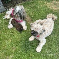 Shih Tzu - Both