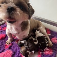 Shih Tzu - Dogs