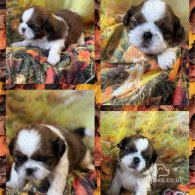 Shih Tzu - Dogs