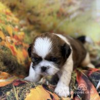 Shih Tzu - Dogs