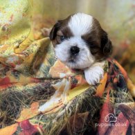 Shih Tzu - Dogs