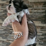 Shih Tzu - Both