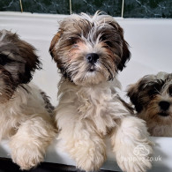 Shih Tzu - Both