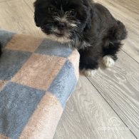 Shih Tzu - Bitches