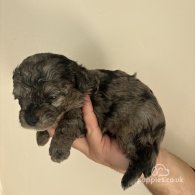 Shihpoo - Both