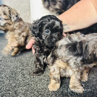 Shihpoo - Both