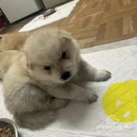 Chow Chow - Both