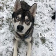 Siberian Husky - Both