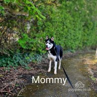 Siberian Husky - Both